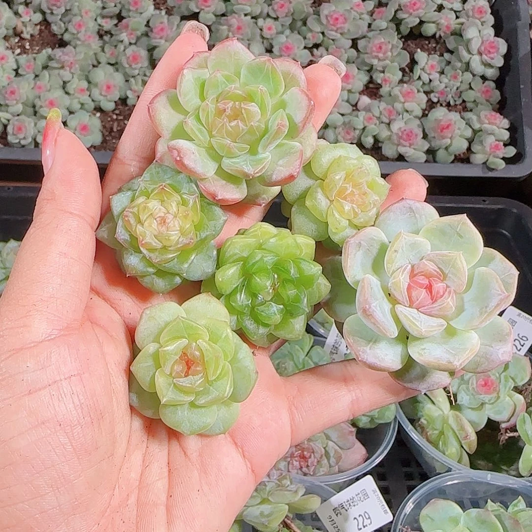 0925---230糖心珍妮