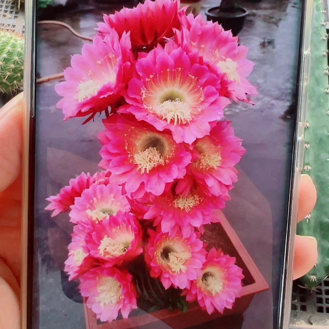 毛花柱飞碟侧芽 20 包邮