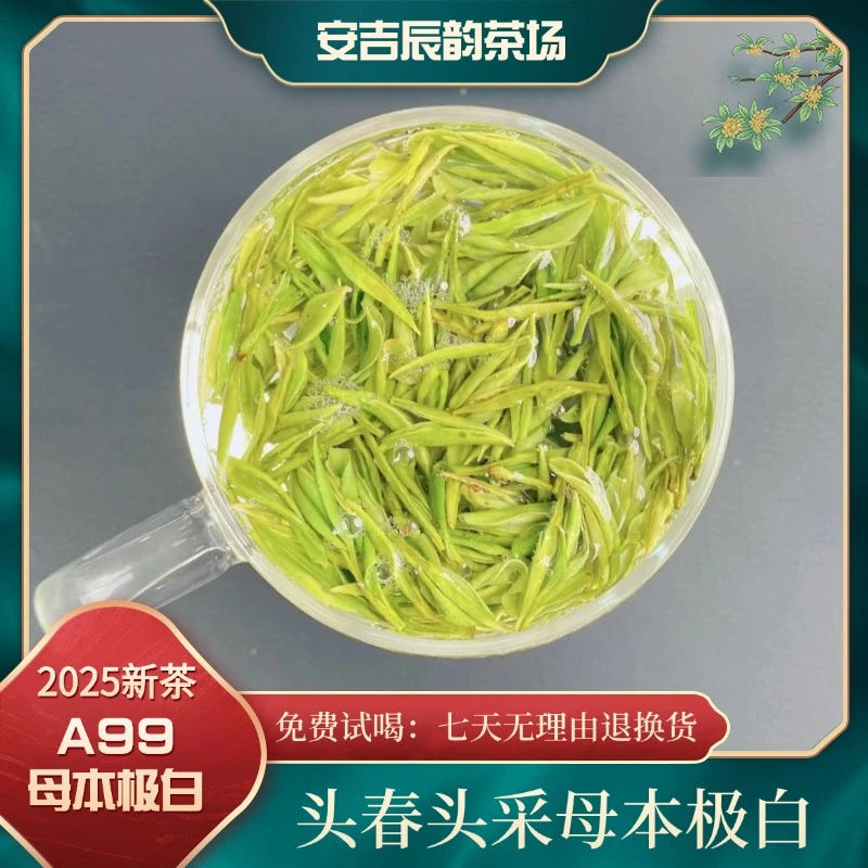【母本极白 A99】明前头采 2025新茶 原产地安吉高山白茶 兰香 茶礼
