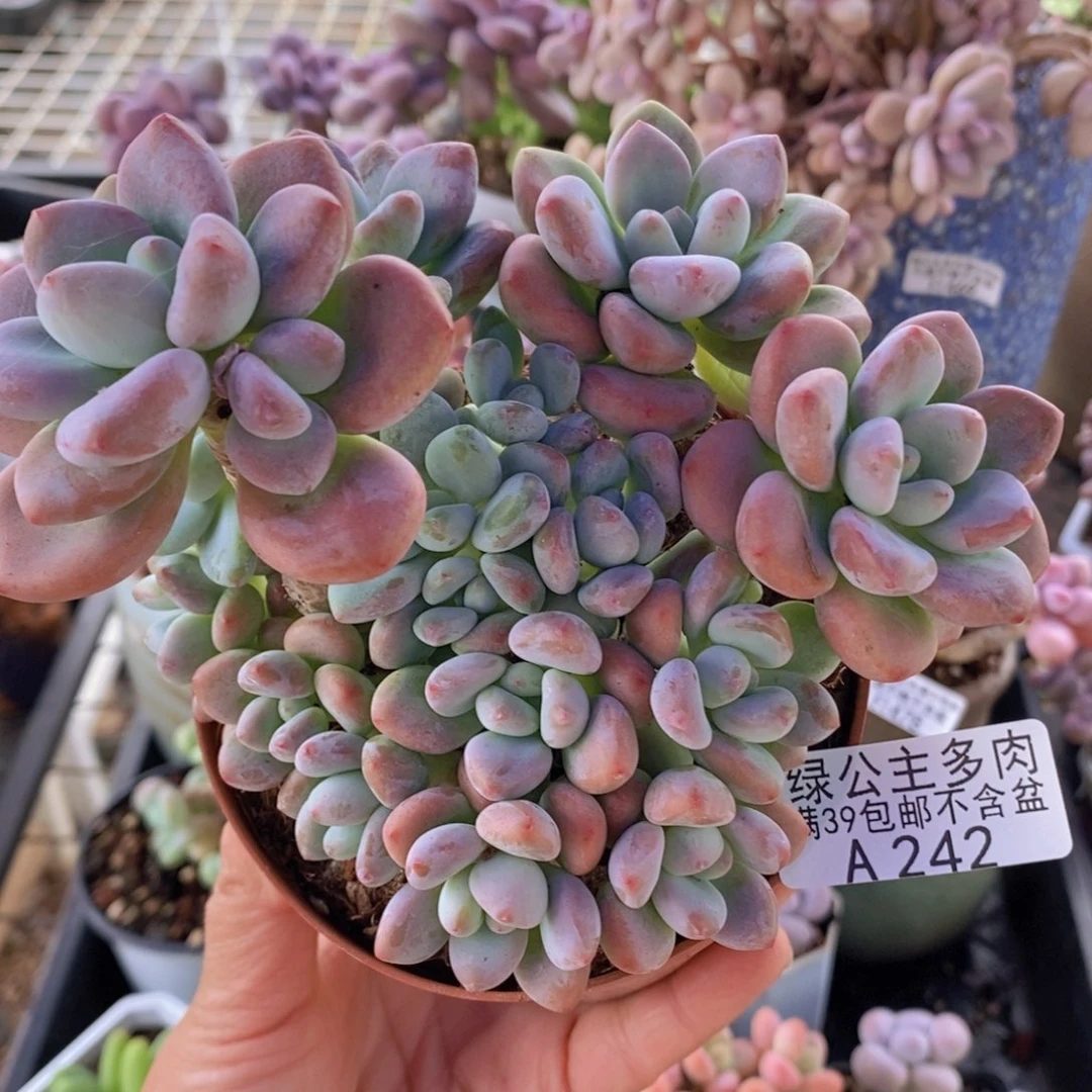 香水洛神12cm242多肉植物