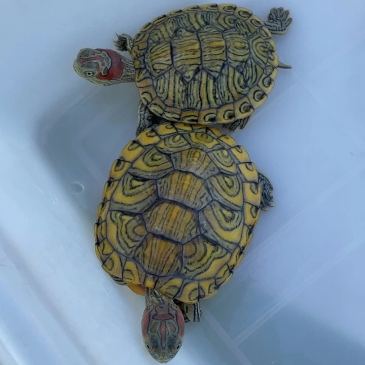 绿毛龟不分公母两个蜡笔