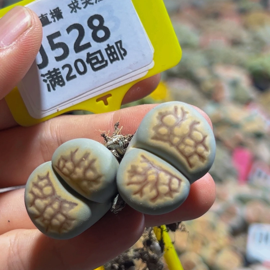 528 生花大群生大群生
