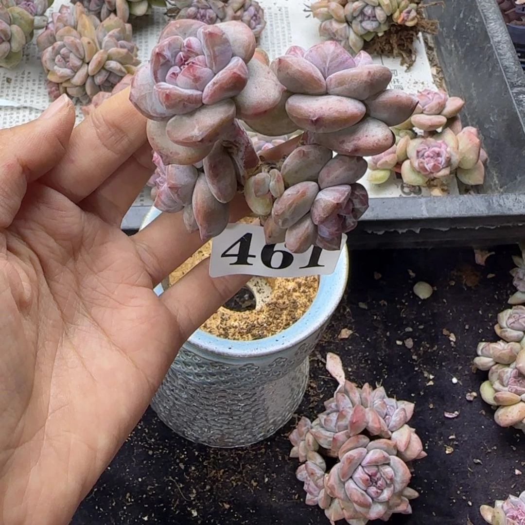 星影4头无根一物一拍461