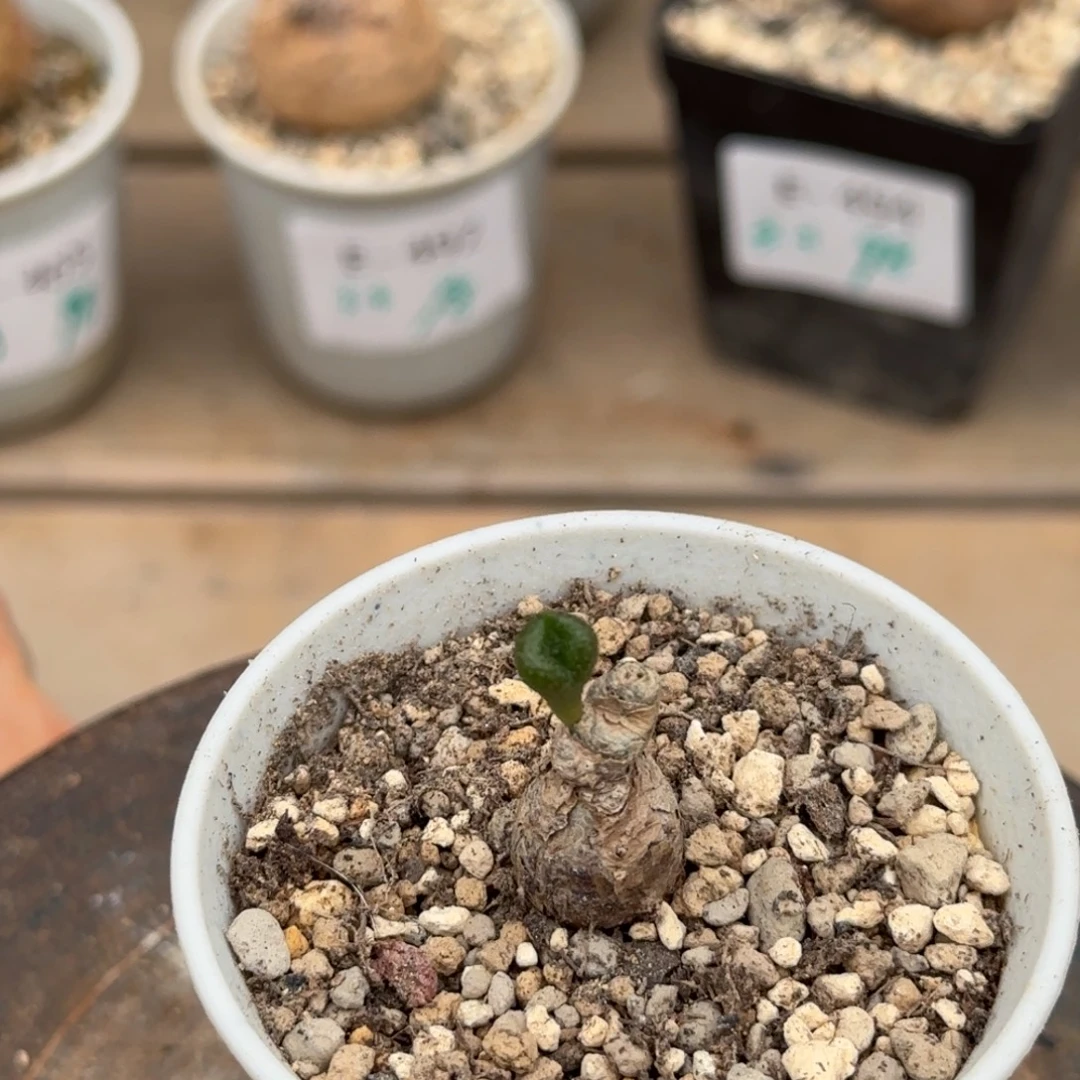 451欧宝奇峰锦块根植物