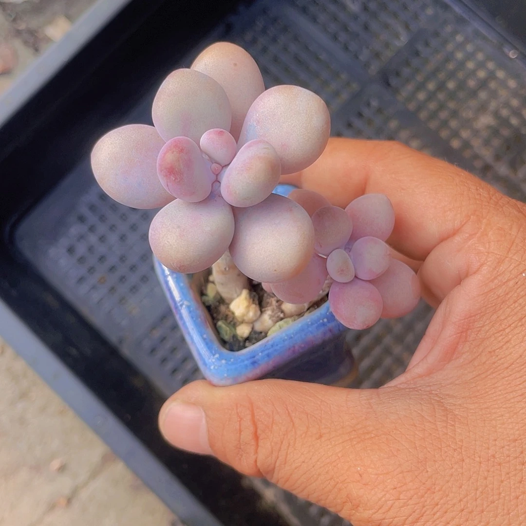 信***涛带盆发货多肉植物