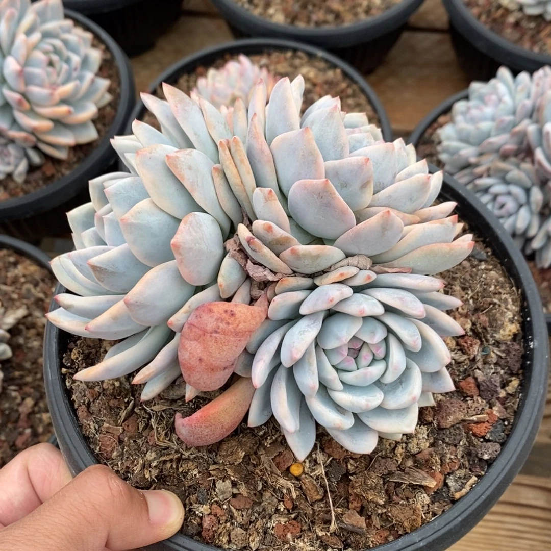 橙子多肉植物A3091