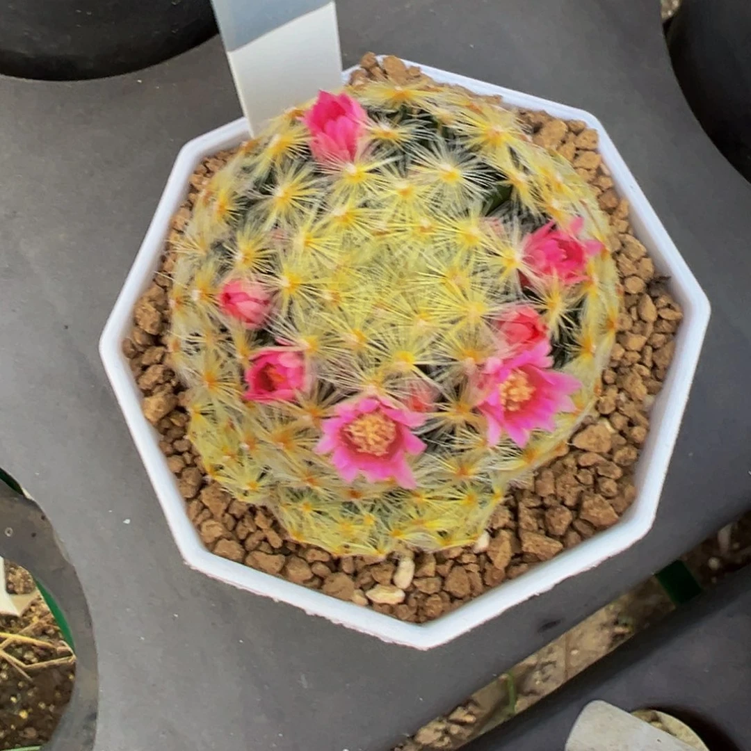 M***哥197实生根明星多肉植物带盆土