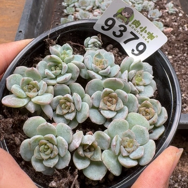 当前无花朵，栽培后可花朵多肉植物多肉植物