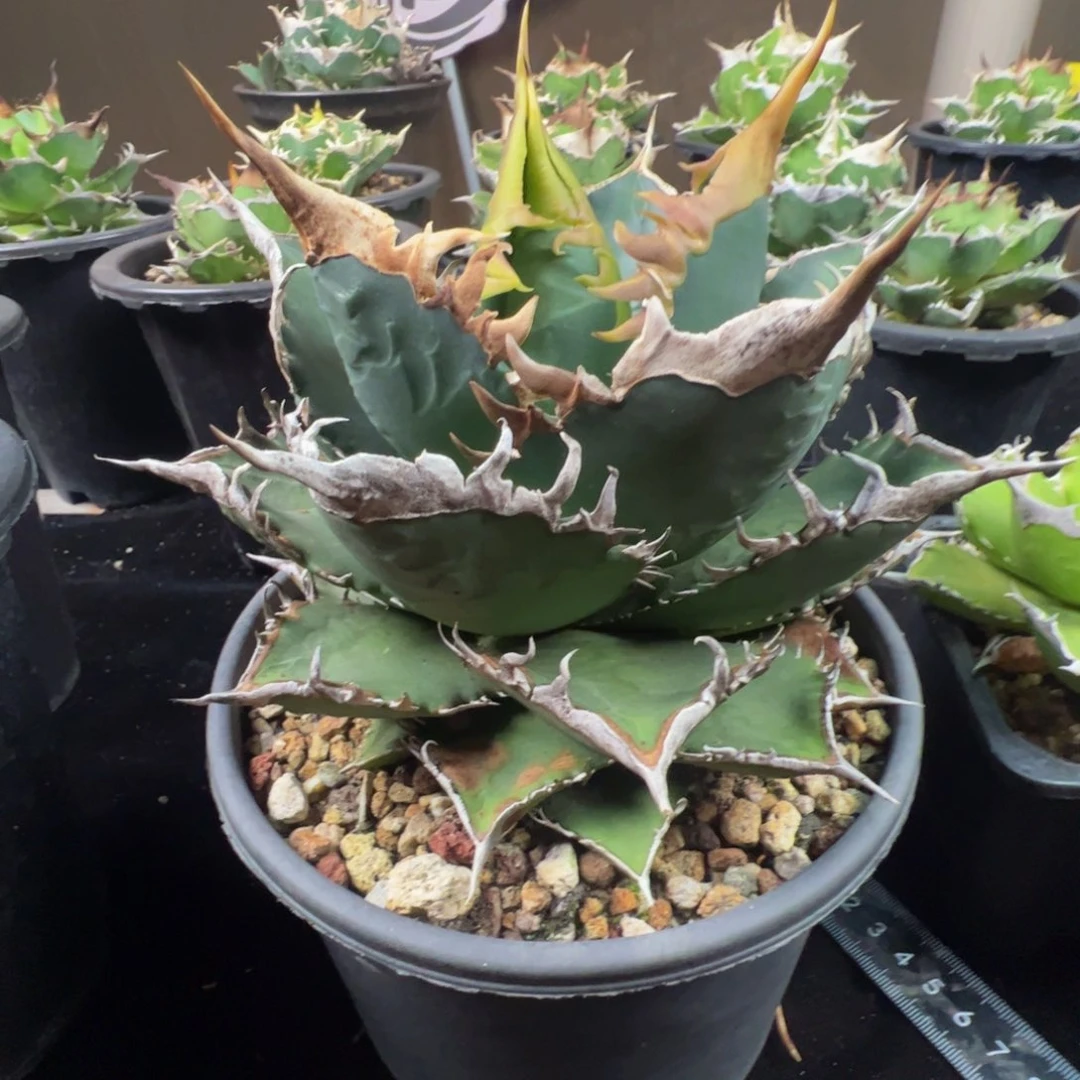 龙舌兰仁王冠海王