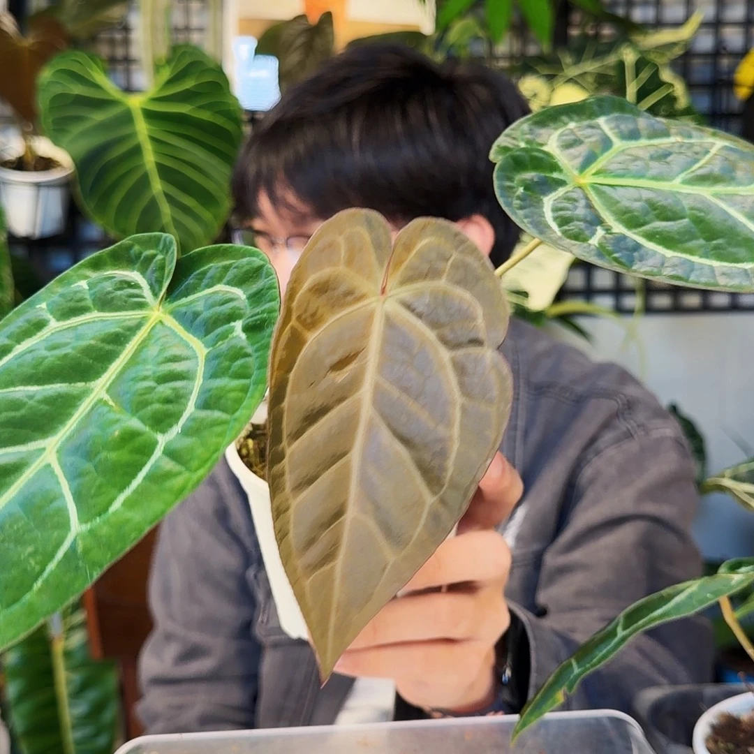 不开花植物F85  黑丝绒杂巧克力