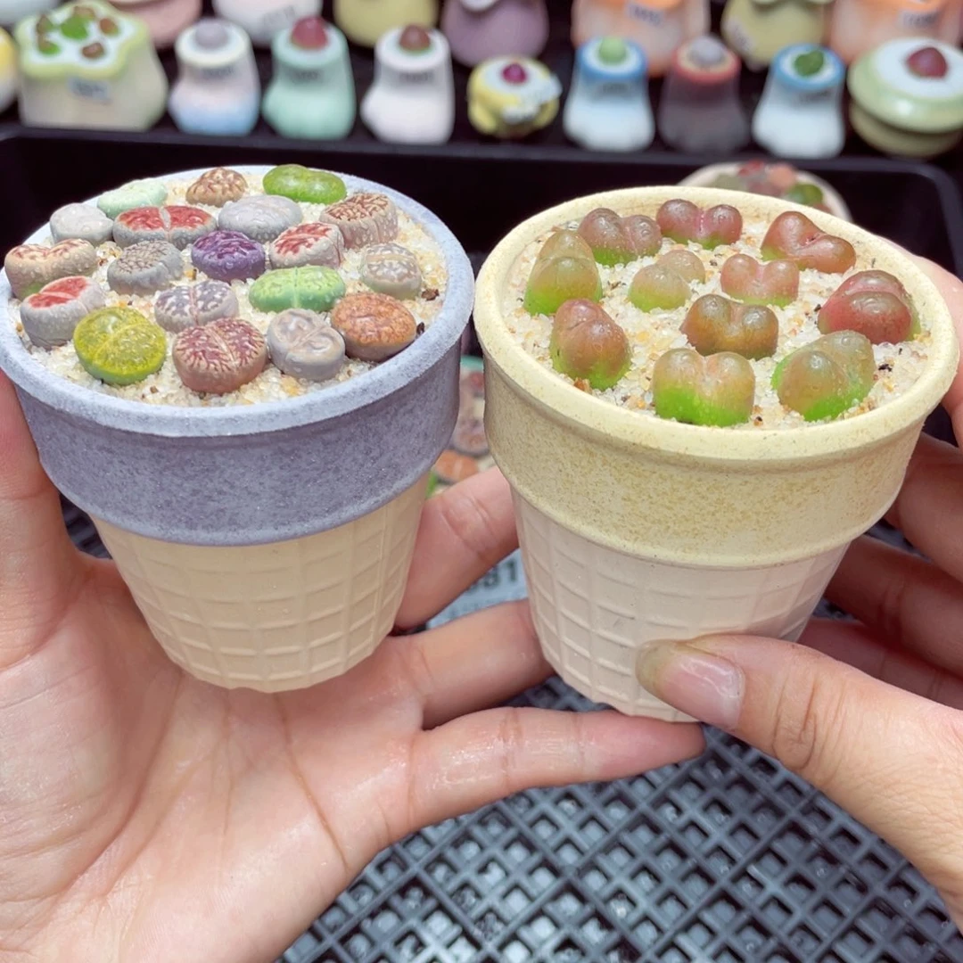 w8813 带盆土发货一物一拍