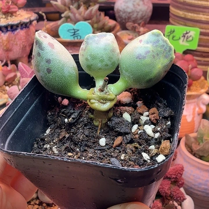 一物一拍，感谢支持