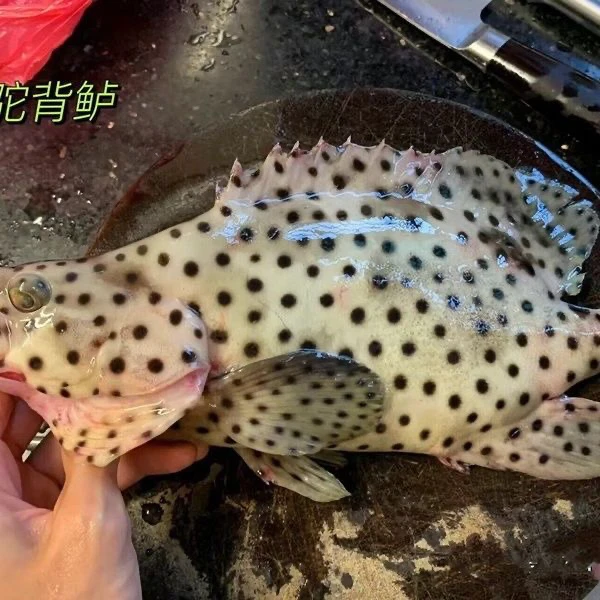 深海捕捞速冻老鼠斑海鲜四大鱼王石斑鱼顺丰