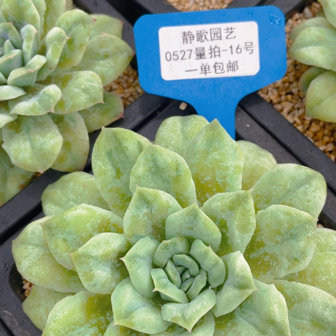 0527-16-泡泡纱裙d d 大单头一颗