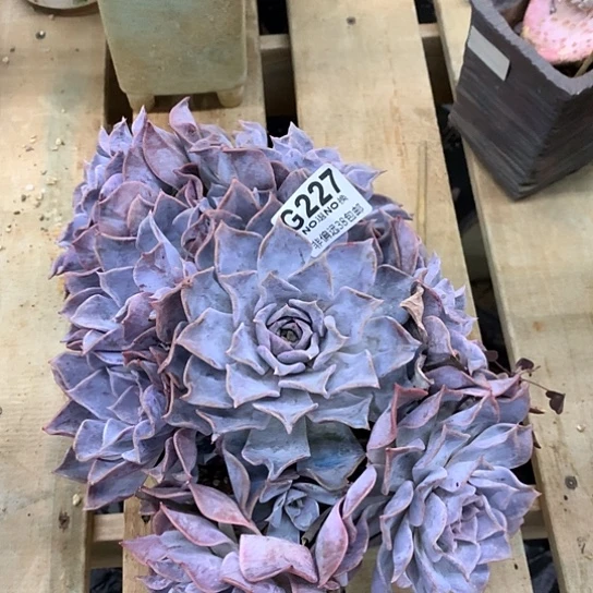 露西娜大群227  不包损全场默认微瑕 7-8天发货