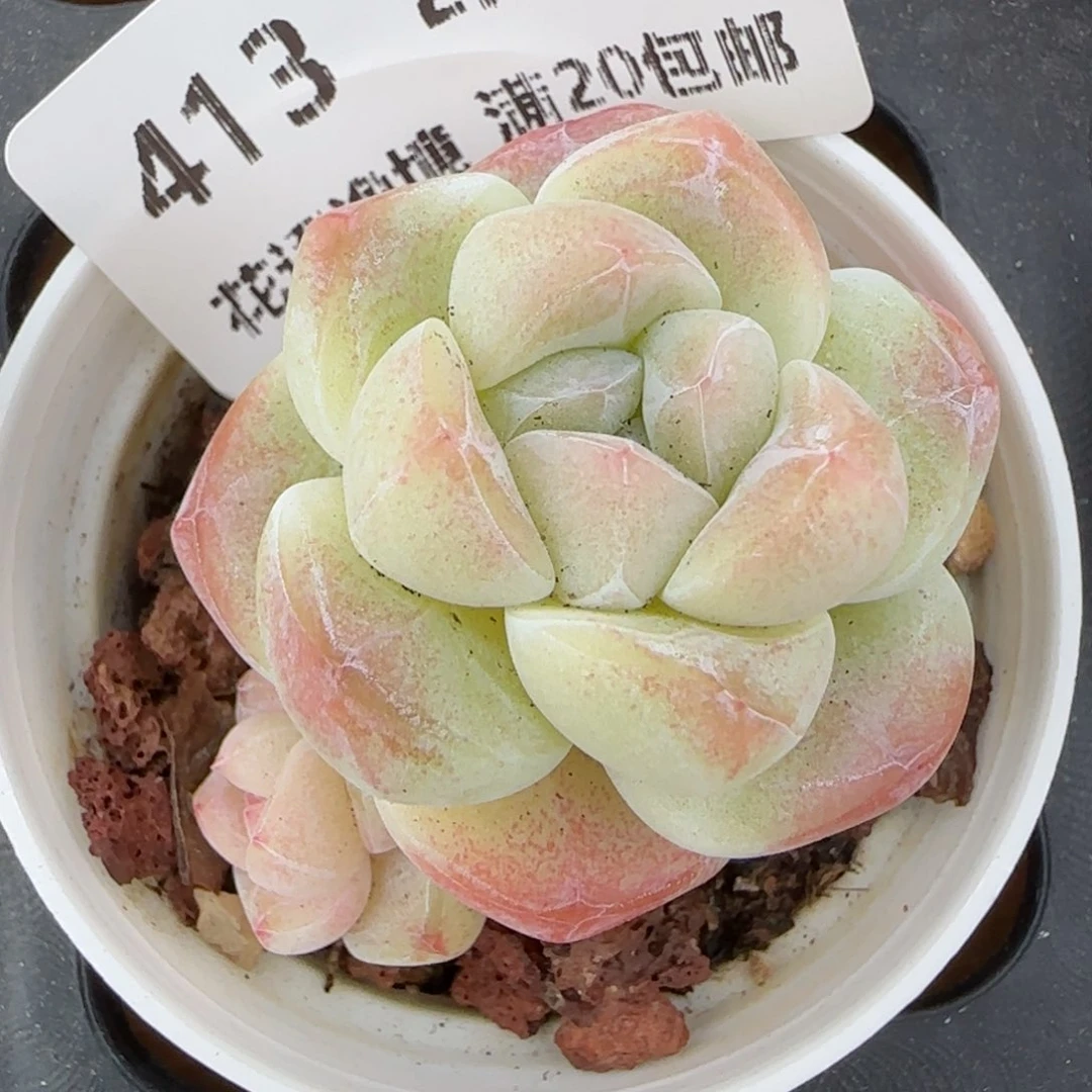 花语逸镜0214-413