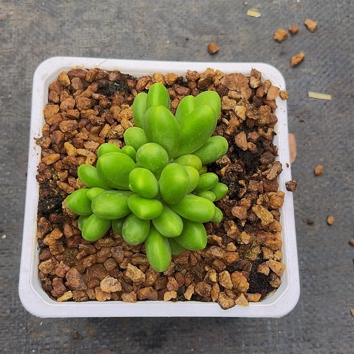 曹***菱多肉植物芒果奶多头