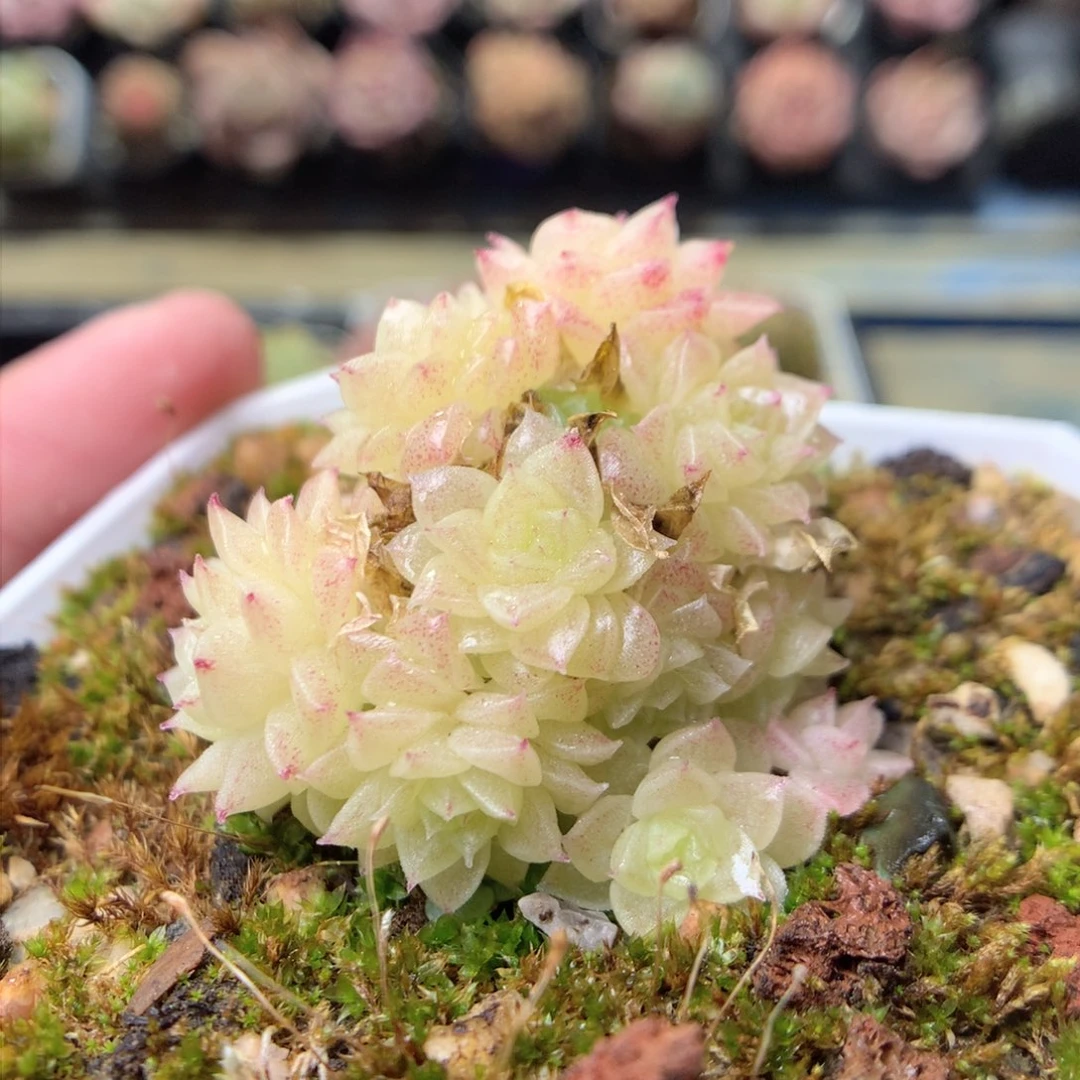 F179圆脸珠光冰透小脸朵朵群