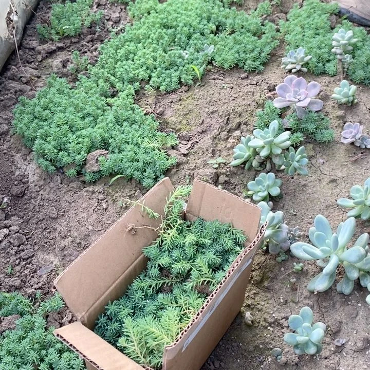 薄雪万年草一箱子包邮