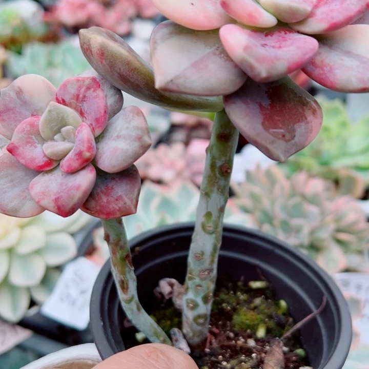 黄锦多肉植物多肉植物183