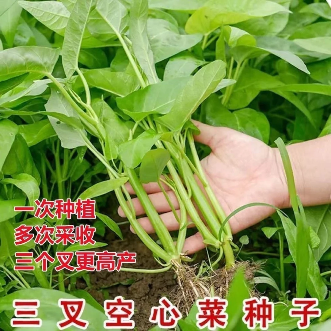 【全店满5包包邮】三叉空心菜种子