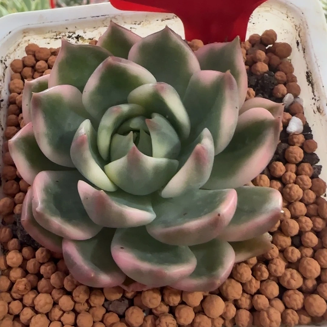 242琉璃盏锦多肉植物