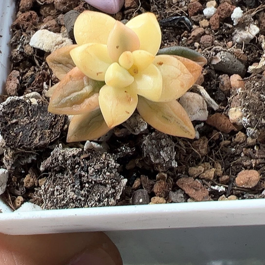 青***驴黒美人锦瑕疵 小方花圃一单包邮非偏远