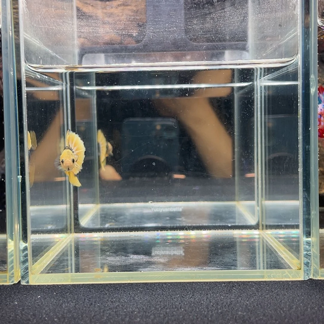 斗鱼九月二十四日竞价