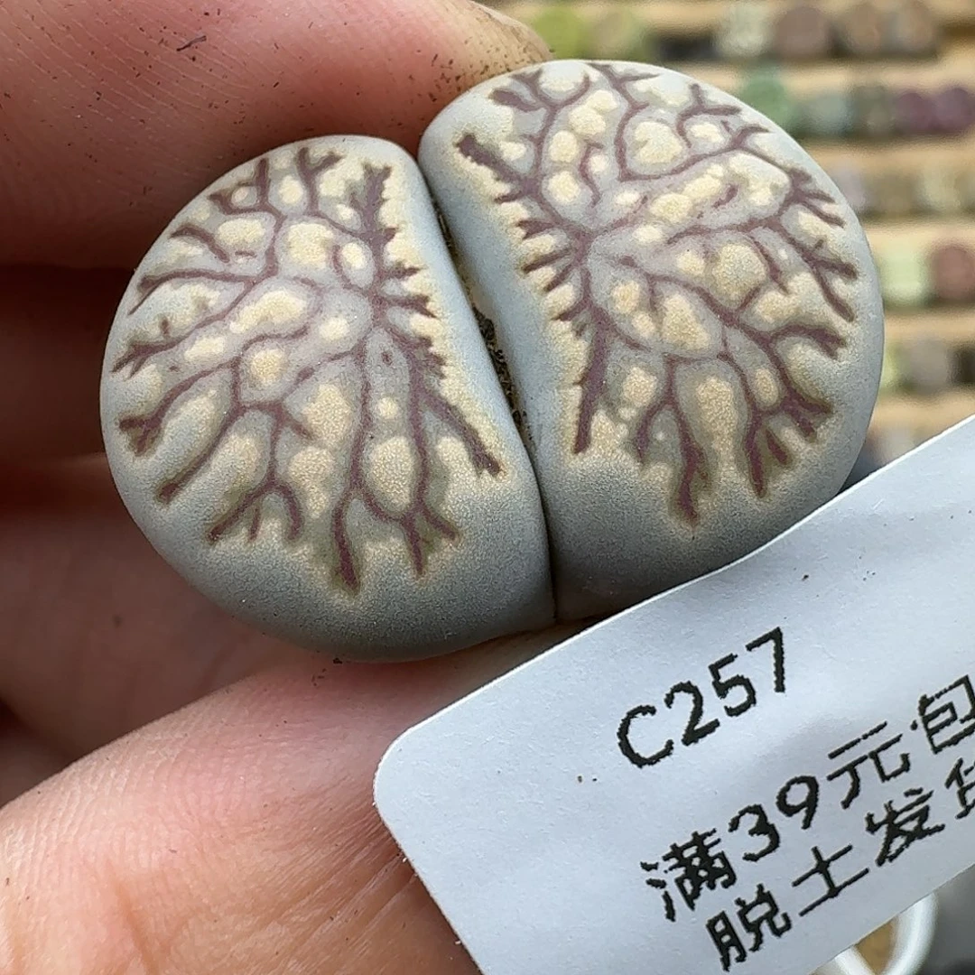 257多肉哈哈哈哈哈哈