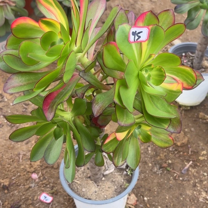 一物一拍巫毒有砍朵95