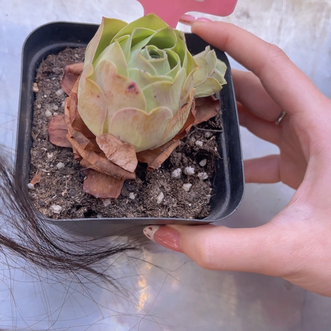 单品一物一拍396号