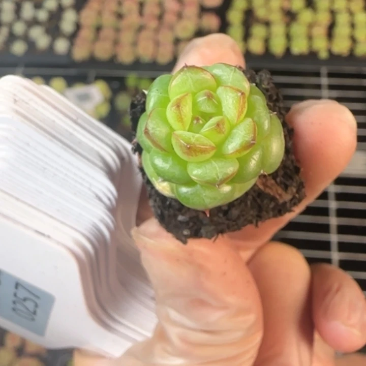 绿水鬼 加库存