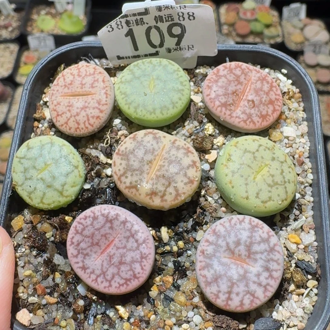 Sssss精品生石花109
