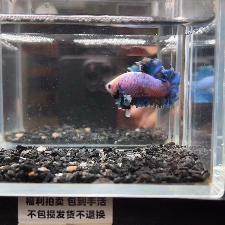 斗鱼竞拍跑单拉黑2日44