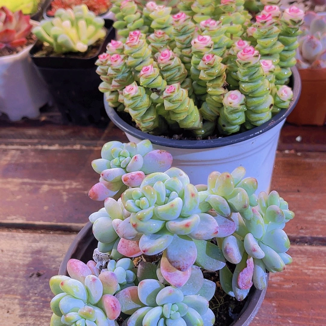 大钱串锦➕大劳尔代香味