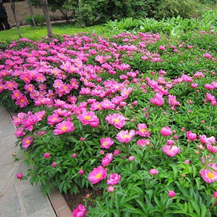 芍药花种子室内盆栽花卉植物种子阳台庭院四季种植芍药花籽