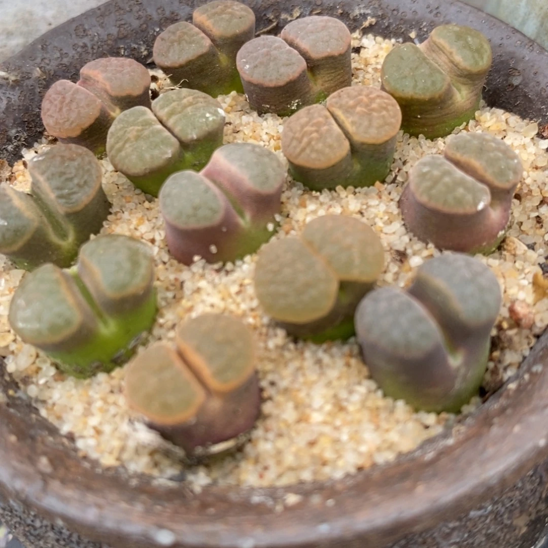 班克雪花磁铁风铃1颗买2送1