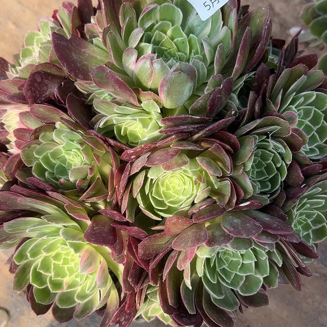 5.25-9万花筒多肉植物1