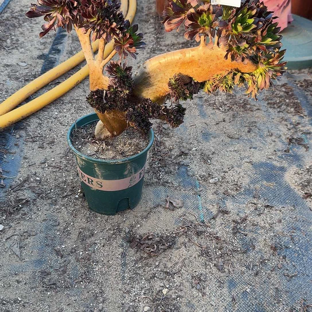 623黑法师一颗38官府