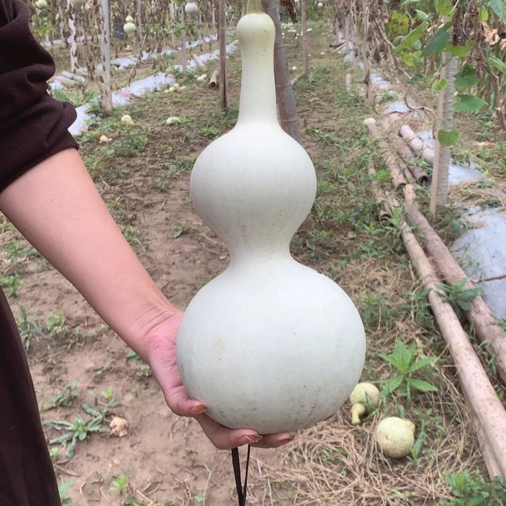 时***酒中号现货供应充足