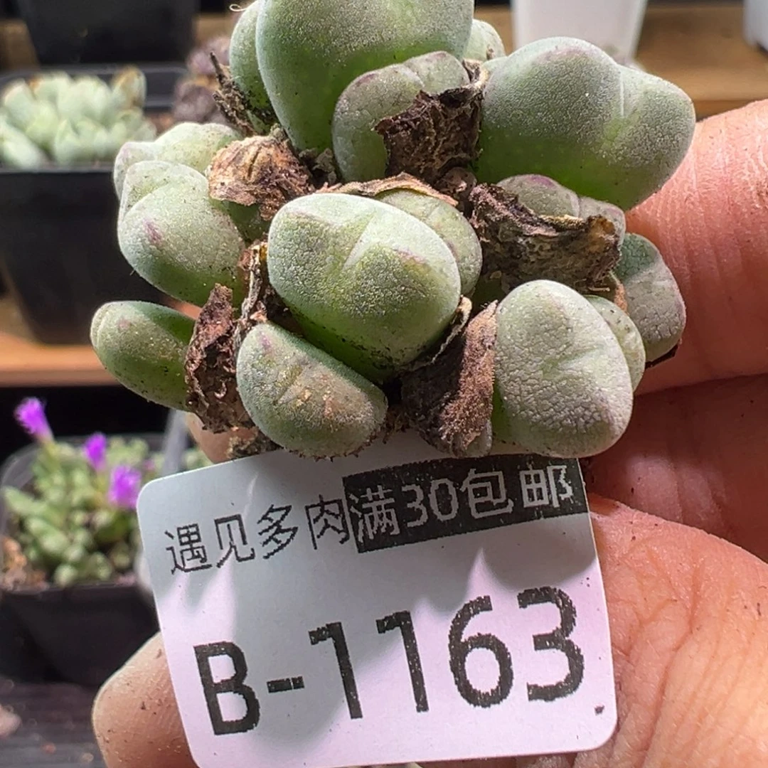 多肉植物1111111111111