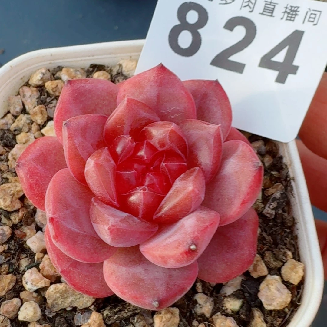 红灯芯      愿你一路坦途，乘风破浪展宏图