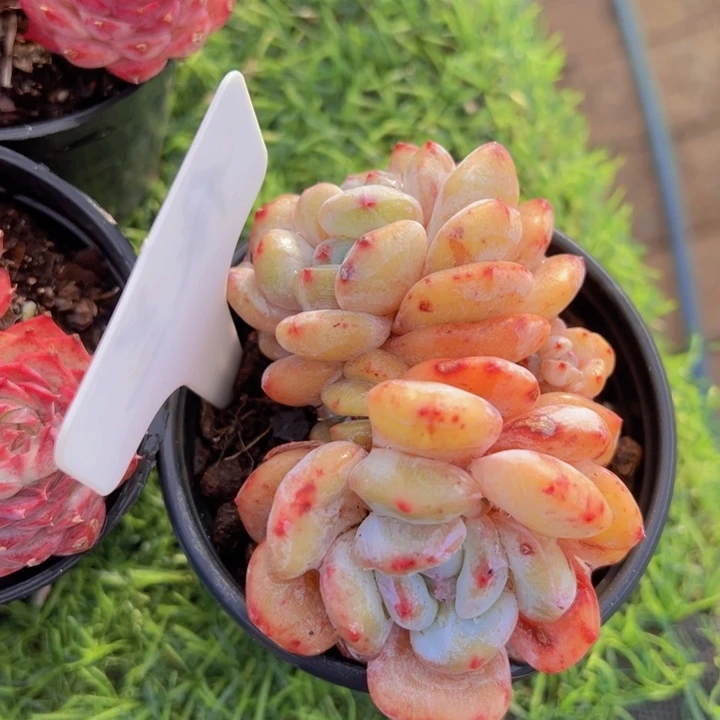 健健康康平平安安