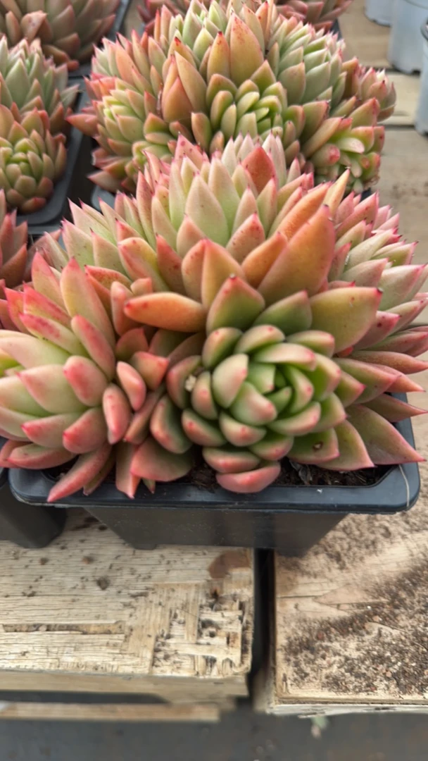 白蜡东云精品多肉带盆带土11公分