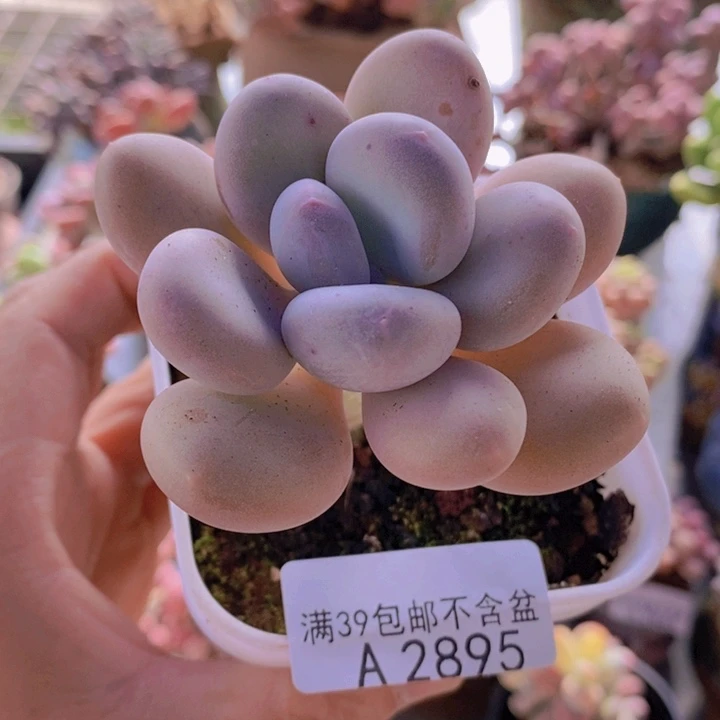 蛋黄奶单头6cm2895多肉植物
