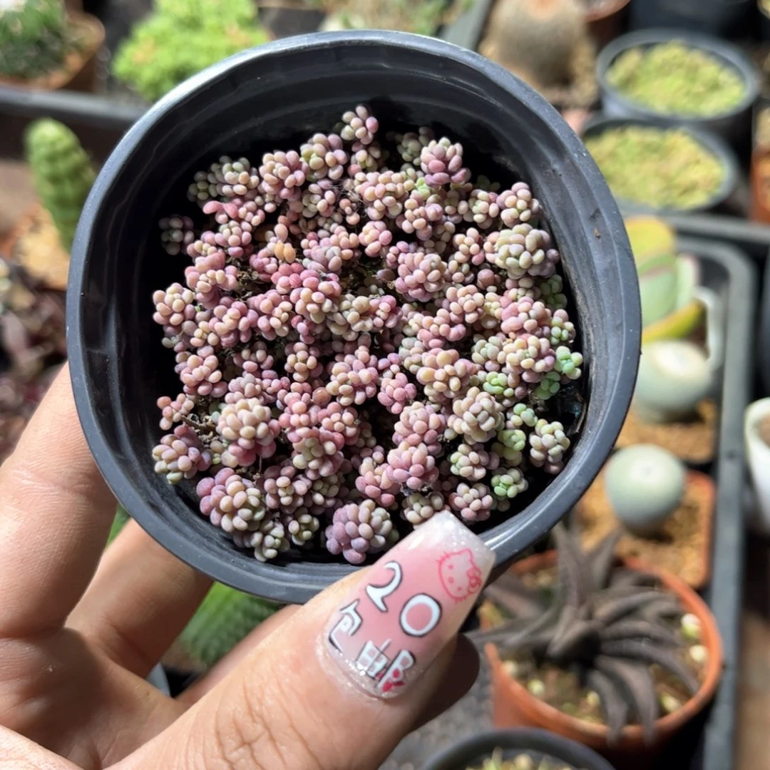 鱼子酱单盆发货有根发货