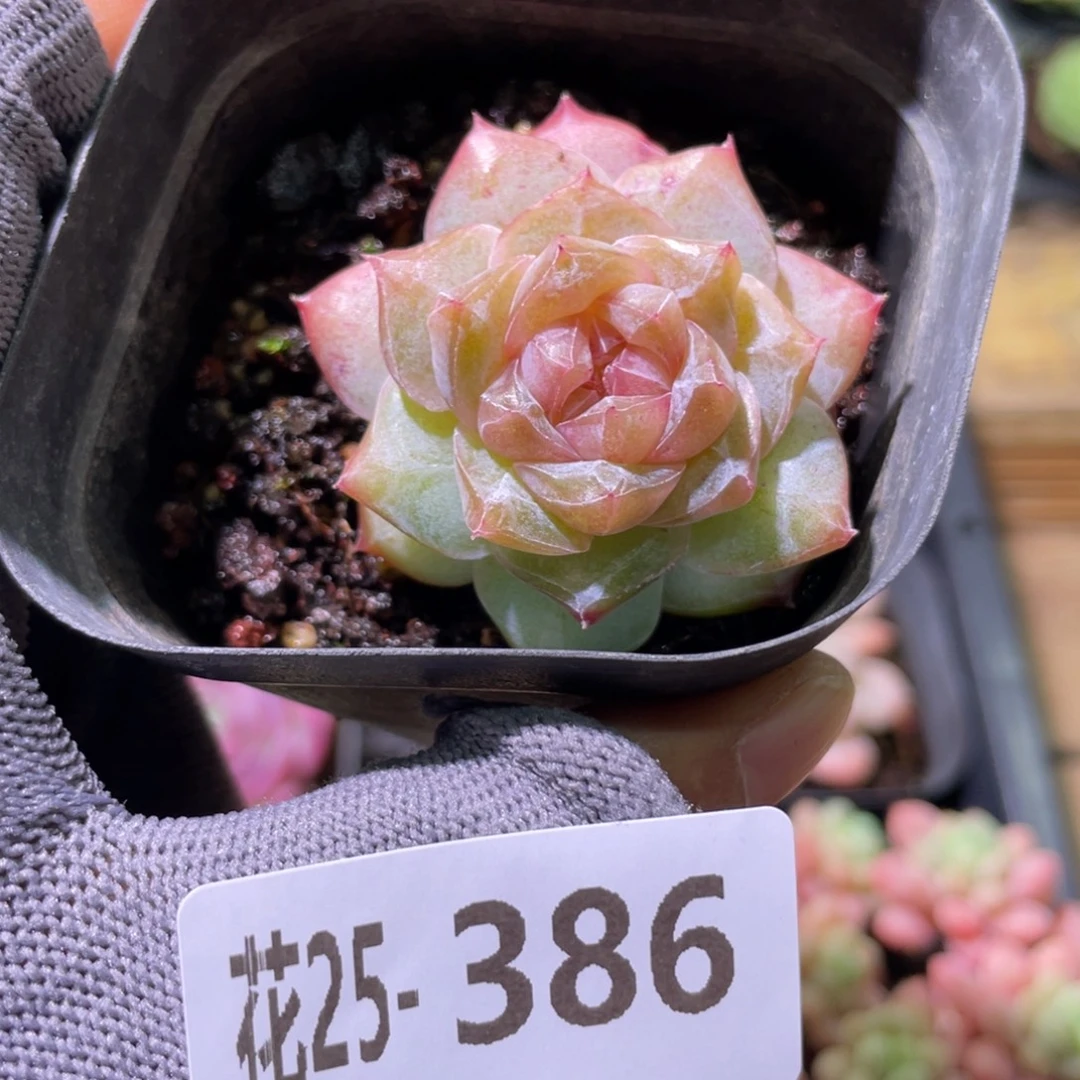 花利美25-386粉钻