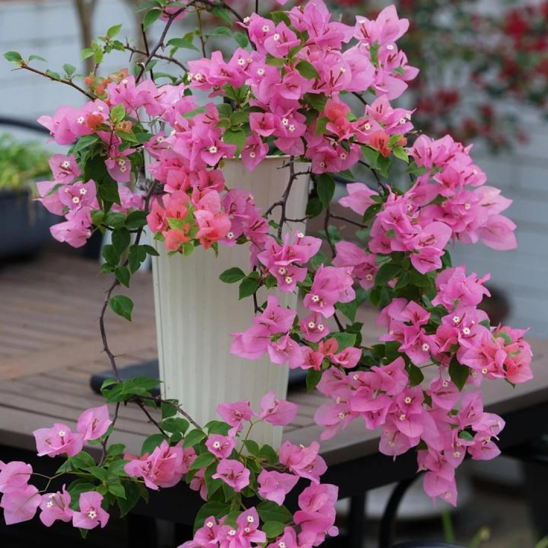 【橙粉公主】（终生包对版）三角梅盆栽庭院飘枝不带花（不包后期养护）