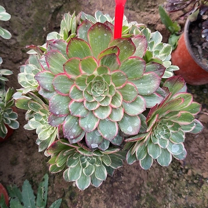 5-48莲花座多肉法师