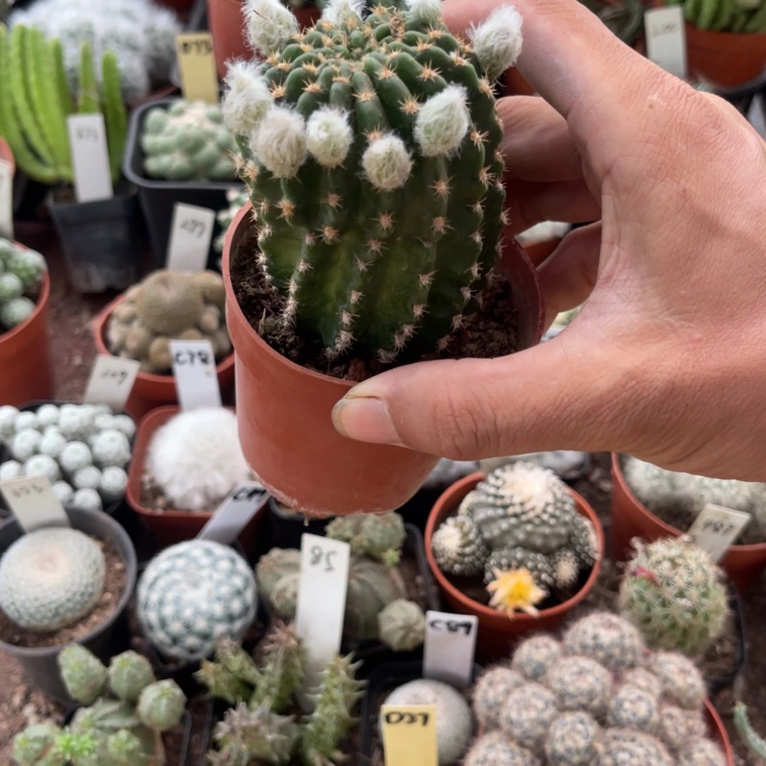 鄢***楠多肉植物仙人球开花